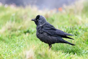 Jackdaws: Jackdaw