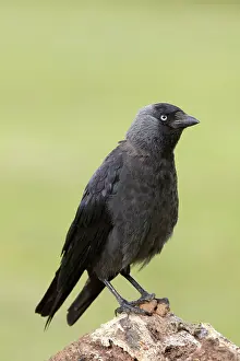 Jackdaws: Jackdaw