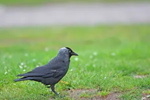 Jackdaws: Jackdaw