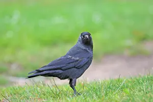 Jackdaws: Jackdaw
