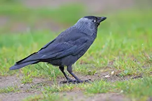 Jackdaws: Jackdaw