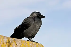 Jackdaws: Jackdaw