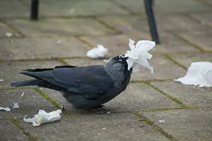 Jackdaw: Jackdaw