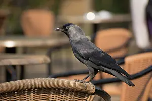 Jackdaw: Jackdaw