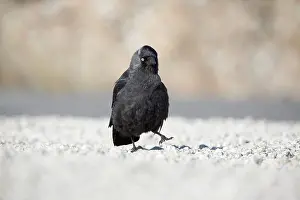 Jackdaw: Jackdaw