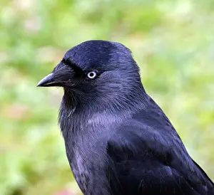 Crows: Jackdaw