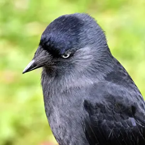 Crows: Jackdaw
