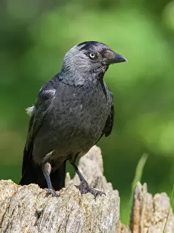Geoff Du Feu: Jackdaw