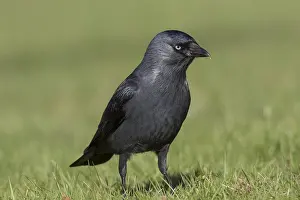 Jackdaws: Jackdaw - adult foraging - Germany
