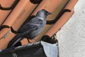 Jackdaws: Jackdaw - adult on a roof - Germany