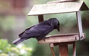 Tables: JACKDAW - at bird table