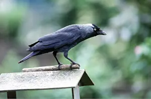 Tables: JACKDAW - at bird table