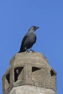 Jackdaws: Jackdaw - bird using a chimney for nesting - Germany