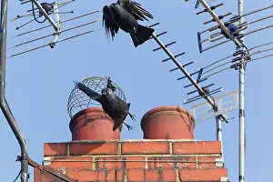 Jackdaw: Jackdaw - two birds taking off in flight from chimney pots