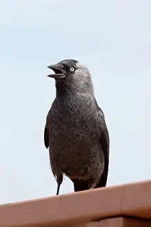 Jackdaw: Jackdaw - calling