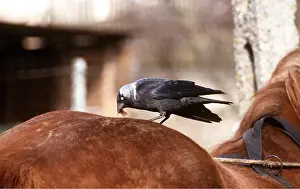 Jackdaws: JACKDAW - collecting horse hair tufts for nest building