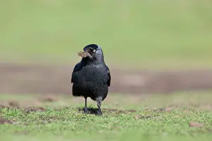 Jackdaw: Jackdaw - collecting soil for nesting