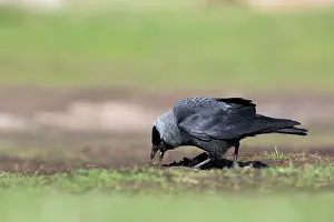 Jackdaw: Jackdaw - collecting soil for nesting