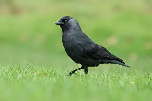 Jackdaw: Jackdaw (Corvus monedula) adult bird walking on