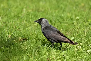 Jackdaw: Jackdaw (Corvus monedula) on grass. Sk ones Dyrepark