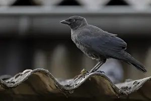 Place: Jackdaw (Corvus monedula) sitting on a corrugated roof