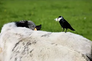 Jackdaws: Jackdaw - on cow's back with beak full of cowhair