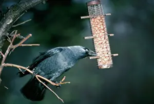 Jackdaws: Jackdaw - eating peanuts