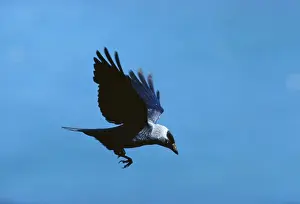 Jackdaws: Jackdaw - in flight