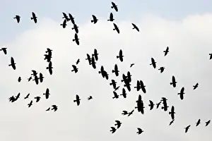 Jackdaws: Jackdaw - flock in flight