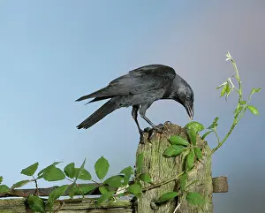 Jackdaws: Jackdaw - on gate post