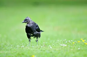 Jackdaws: Jackdaw - on ground