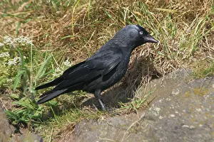 Jackdaws: Jackdaw on the ground
