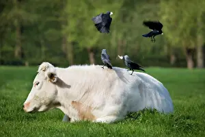 Jackdaws: Jackdaw - group on back of cow picking cowhair