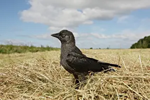 Jackdaws: Jackdaw - in hayfield