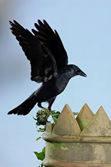 Jackdaws: Jackdaw - landing on chimney pot