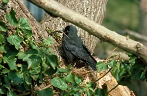 Jackdaws: Jackdaw - at nest with building material