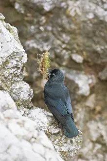 Jackdaws: Jackdaw - with nest material at nest site