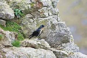 Jackdaws: Jackdaw - with nest material at nest site