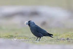 Crow Family: Jackdaw nesting material