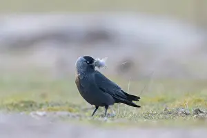 Crow Family: Jackdaw nesting material