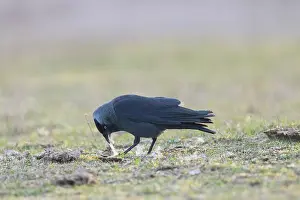 Crow Family: Jackdaw nesting material