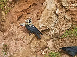 Jackdaws: Jackdaw - with newspaper for nest