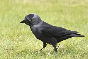 Jackdaw: Jackdaw - Norfolk UK