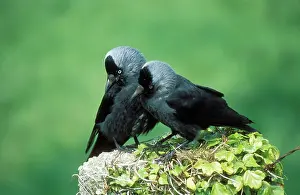 Jackdaws: JACKDAW pair