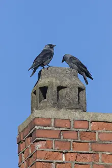 Jackdaws: Jackdaw - pair using a chimney for nesting - Germany