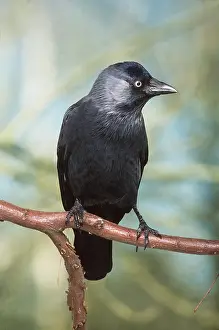 Jackdaws: JACKDAW - perched on branch