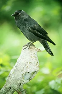 Jackdaws: JACKDAW - perched on sculpture