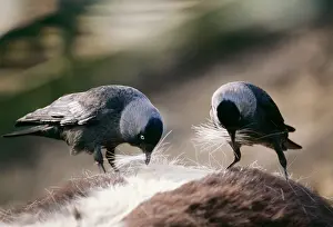 Jackdaws: JACKDAW - Plucking hair from horse for nest building