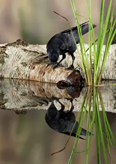 Jackdaws: Jackdaw - with reflection