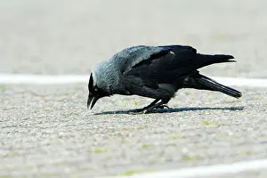 Jackdaws: Jackdaw - searching for food on car park
